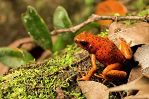 Dendrobatidae: Harlequin Poison frog (Oophaga sylvatica), Choce