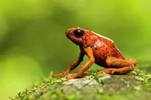 Dendrobatidae: Harlequin Poison frog (Oophaga sylvatica), Choce