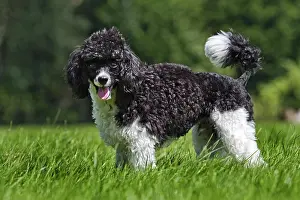 Clown: Harlequin poodle (Canis lupus familiaris) in garden