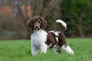 Campanion: Harlequin Poodle puppy in garden