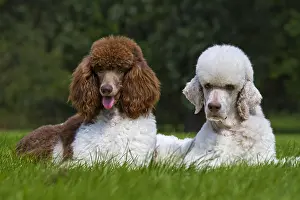 Clown: Harlequin poodles (Canis lupus familiaris) in garden