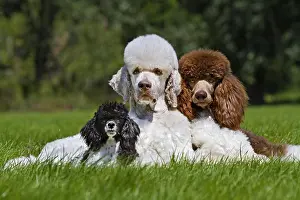 Clown: Harlequin poodles (Canis lupus familiaris) in garden
