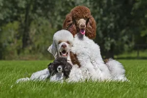 Clown: Harlequin poodles (Canis lupus familiaris) in garden
