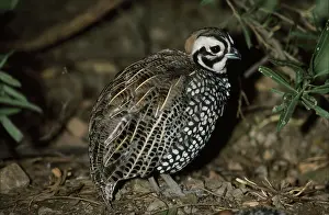 Montezuma: Harlequin Quail