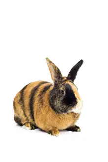 Cony: Harlequin rabbit or Japanese rabbit, colorful