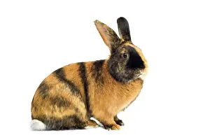 Cony: Harlequin rabbit or Japanese rabbit, colorful