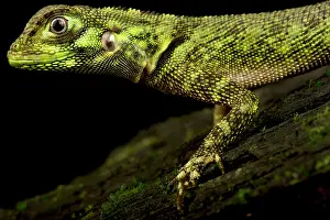 Backgrounds: Harlequin Racerunner (Plica umbra), on black background