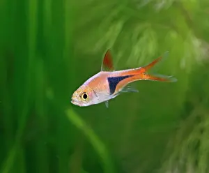 Rasbora: Harlequin rasbora / Purple harlequin - side view