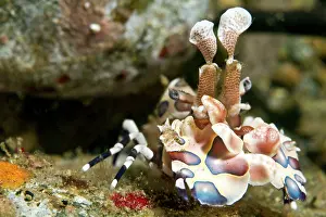 Shellfishes: Harlequin Shrimp