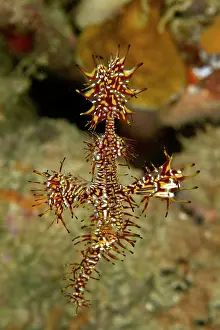 Shellfishes: Harlequin Shrimp