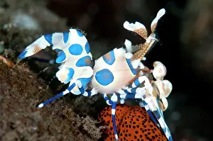 Echinodermata: Harlequin Shrimp