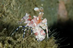 Moluccas: Harlequin Shrimp