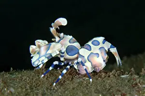 Harlequin: Harlequin Shrimp