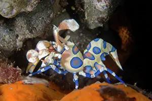 Harlequin: Harlequin Shrimp