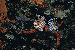 Slowly: Harlequin Shrimp - These amazing shrimp are generally