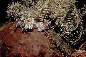 Slowly: Harlequin shrimp - These amazing shrimp are generally