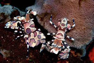 Hymenocera: Harlequin shrimp - This colorful shrimp preys upon