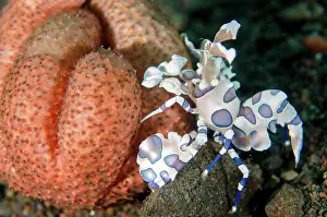 Ring: Harlequin Shrimp eating Luzon Seastar