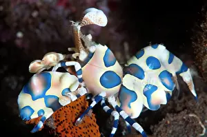 Laevigata: Harlequin Shrimp eating Sea Star (Linckia laevigata)