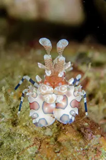 Moluccas: Harlequin Shrimp feeding
