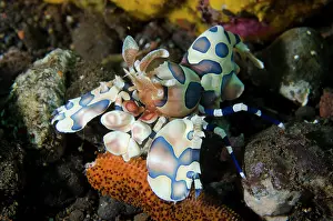 Echinodermata: Harlequin Shrimp feeding