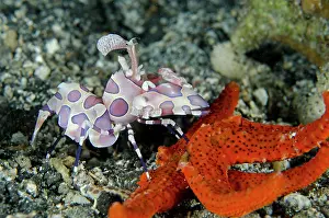 Luzonicus: Harlequin Shrimp feeding on Luzon Sea Star (Echinaster