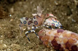 Mollucas: Harlequin Shrimp - feeding on sea star