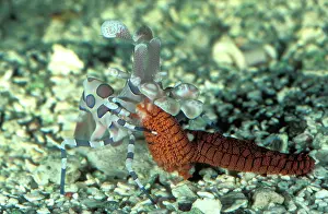 Seastars: Harlequin shrimp - feeding on a sea star (Fromia
