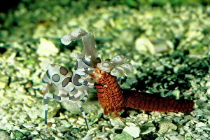 Harlequin shrimp feeding on a sea star (Fromia