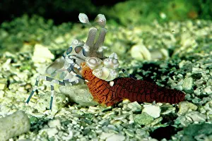 Starfishes: Harlequin shrimp feeding on a sea star (Fromia