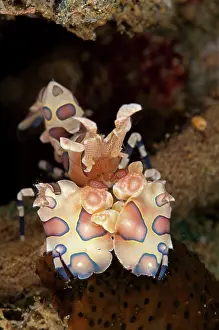 Ambon: Harlequin Shrimp - feeding on Thousand-pores Sea