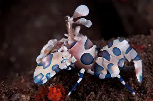 Thousand: Harlequin Shrimp - feeding on Thousand-pores Sea