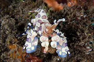 030822: Harlequin Shrimp - Kubu, Tulamben, Karangasem Regency, Bali