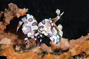 030822: Harlequin Shrimp - Kubu, Tulamben, Karangasem Regency, Bali