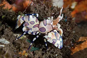 030822: Harlequin Shrimp - Kubu, Tulamben, Karangasem Regency, Bali