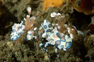 Police: Harlequin Shrimp pair