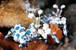 Laevigata: Harlequin Shrimp pair eating Sea Star (Linckia laevigata)