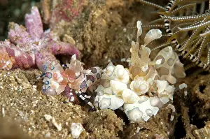 Mollucas: Harlequin Shrimp - pair feeding on sea star