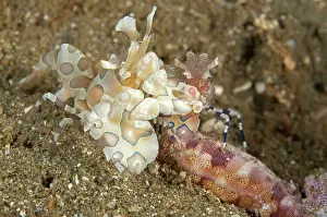 Mollucas: Harlequin Shrimp - pair feeding on sea star