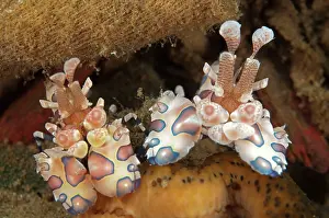 Ambon: Harlequin Shrimp - pair feeding on Thousand-pores