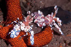 Thousand: Harlequin Shrimp - pair feeding on Thousand-pores