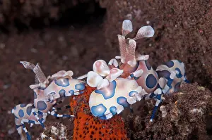 Thousand: Harlequin Shrimp - pair feeding on Thousand-pores