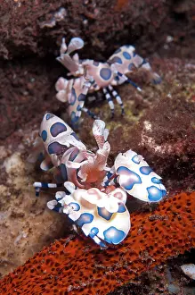 Thousand: Harlequin Shrimp - pair feeding on Thousand-pores