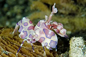Besar: Harlequin Shrimp Serena Besar dive site, Lembeh