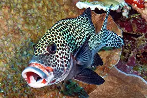 Chaetodonoides: Harlequin sweetlip (Plectorhinchus chaetodonoides)