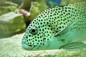 Sweetlips: Harlequin sweetlip (Plectorhinchus chaetodonoides)