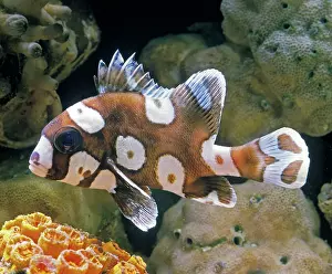 Sweetlips: Harlequin Sweetlips FISH