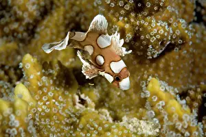 Sweetlips: Harlequin sweetlips, Plectorhinchus chaetodonoides, juvenile