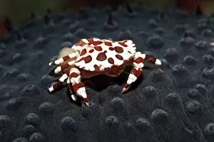 Cucumber: Harlequin swimming crab (Lissocarcinus laevis)
