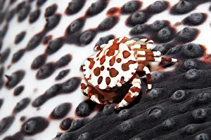 Cucumber: Harlequin swimming crab (Lissocarcinus laevis)